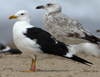1cy fuscus in August, ringed in Finland. (81365 bytes)